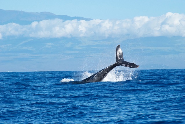 دو نهنگ ناشناس بیش از ۱ میلیارد دلار بیت کوین را از صرافی کوین بیس خارج کردند

