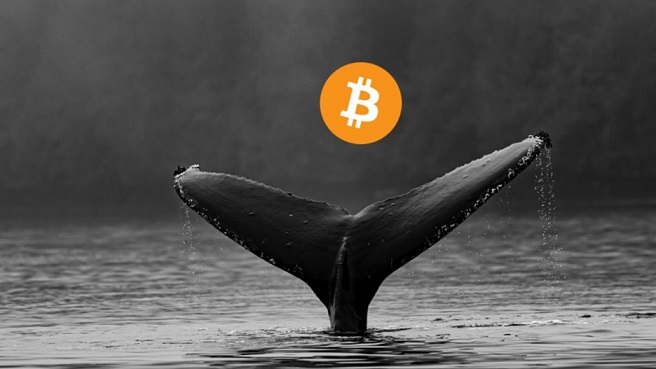افزایش ۱۲٪ تعداد نهنگ‌های بیت کوین در بازار خرسی اخیر