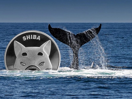 یک نهنگ اتریوم ۱.۷۵میلیون دلار شیبا اینو خرید

