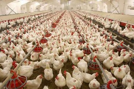 رئیس کمیسیون انرژی مجلس: مرغداریها را به مرکز استخراج بیت کوین تبدیل کردهاند