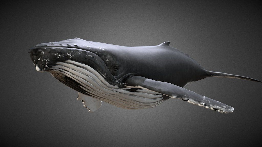 انتقال ۴۸۹ بیت کوین پس از ۱۱ سال؛ یک نهنگ دوران ساتوشی فعال شد